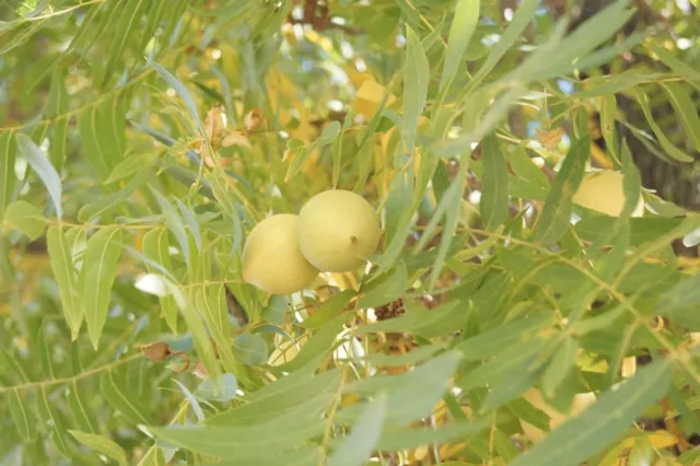 Northern California Black Walnut, leaves and Nut 001[17260]