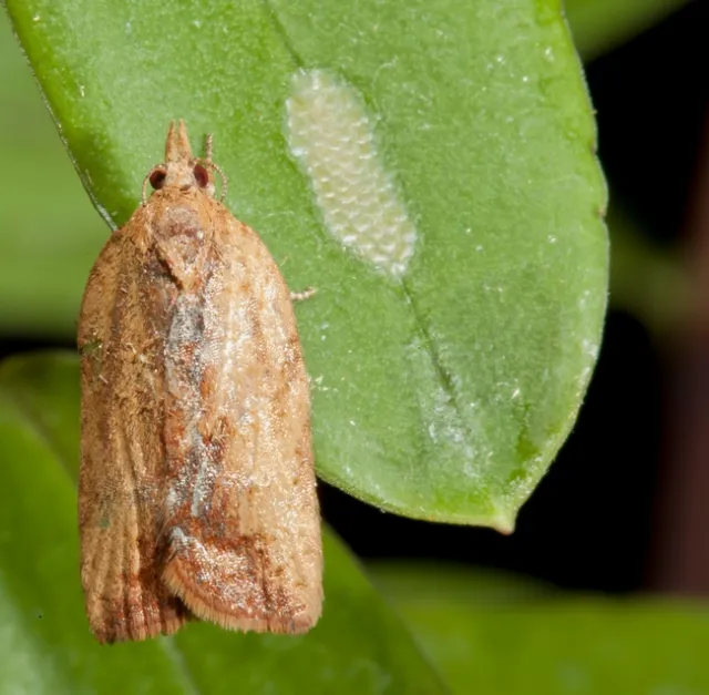 Light brown apple moth adult and egg mass. Photo by S. Tjosvold