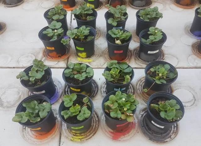 Charcoal rot control with entomopathogenic fungi