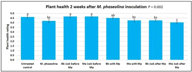 2 weeks after Macrophomina inoculation
