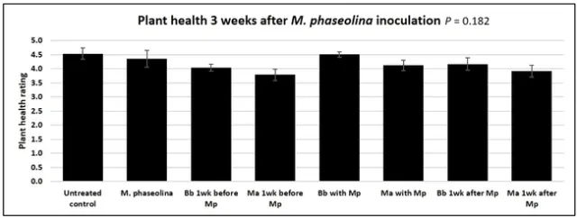 3 weeks after Macrophomina inoculation