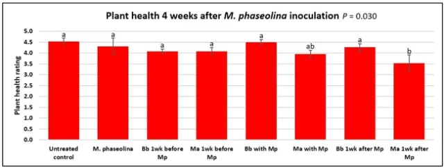 4 weeks after Macrophomina inoculation