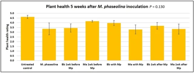 5 weeks after Macrophomina inoculation