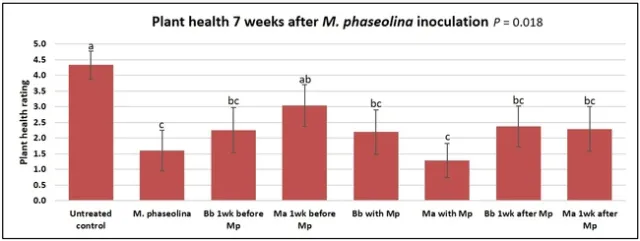 7 weeks after Macrophomina inoculation