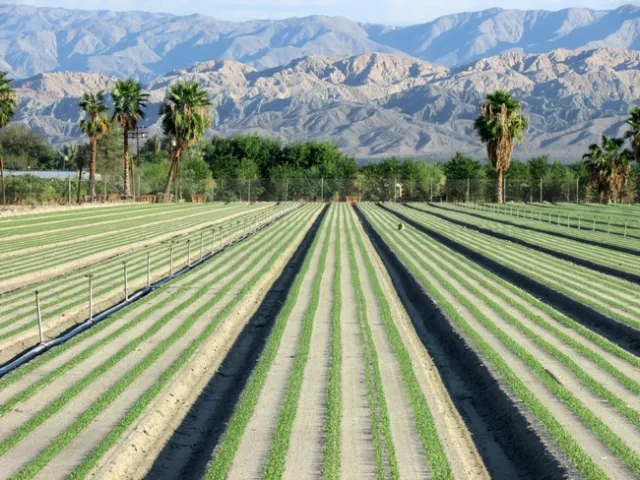 Common spinach production in the Coachella Valley