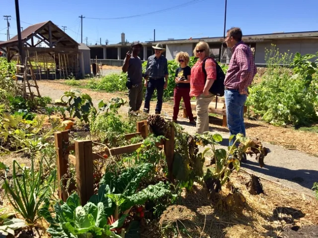 UCCE Master Gardeners and 4-H members partner with City Slicker Farms, teaching people how to grow food in West Oakland.