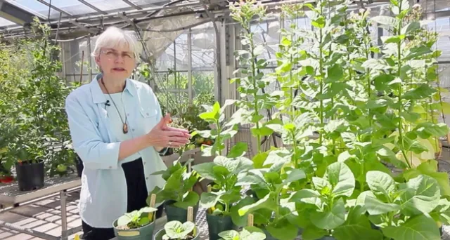Peggy Lemaux started CLEAR by offering a free pint to pub patrons who asked a question about science.