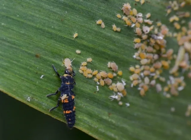 SugarcaneAphidLadyBeetleLarvae