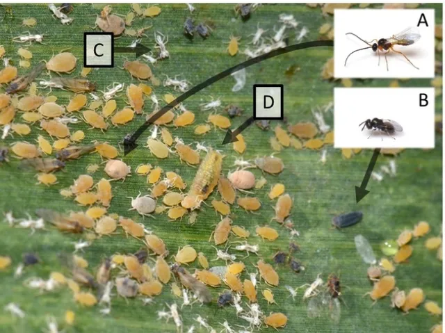 SugarcaneAphidswithParasitoids