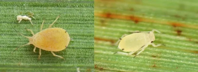 SugarcanAphid-updated