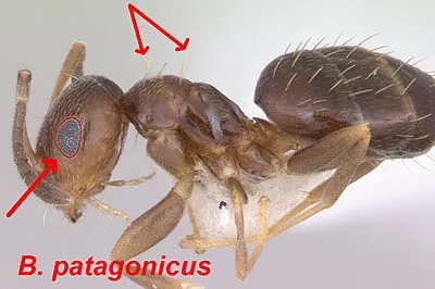Fig. 2 patagonicusdiagram1