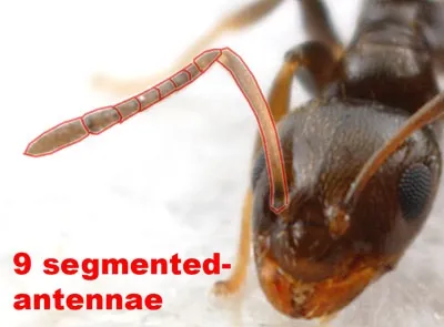 Fig. 3 antennae Alex Wild