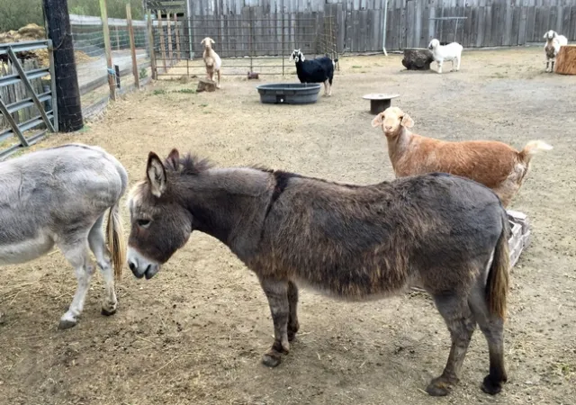 UC researchers aim to quantify the impact of wildfires in different livestock production systems.