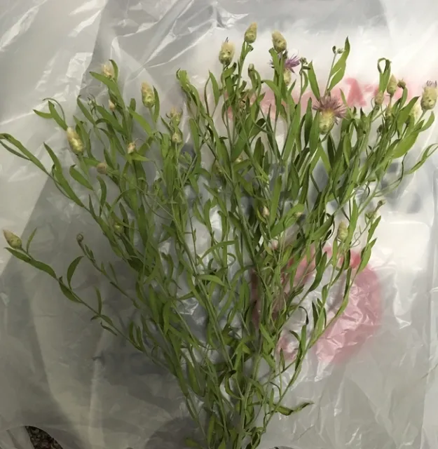 Figure 1. Russian Knapweed Plant