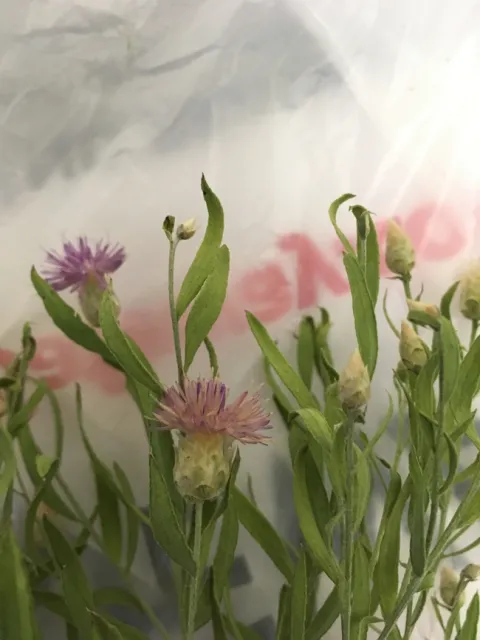 Figure 2: Russian Knapweed Flowers