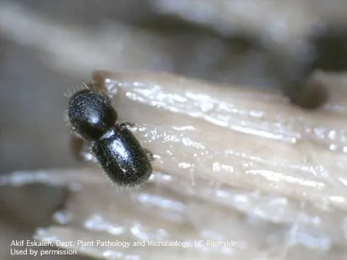 Figure 1. Polyphagous shot hole borer. (Credit: Akif Eskalen)