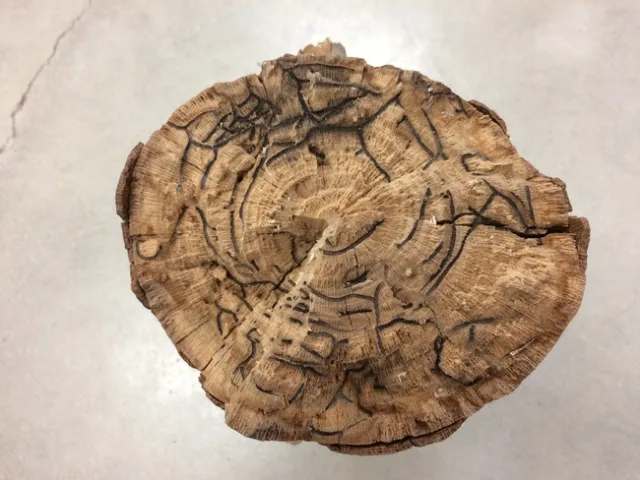 Figure 2: ISHB galleries in a Platanus racemosa branch. (Credit: Beatriz Nobua-Behrmann)