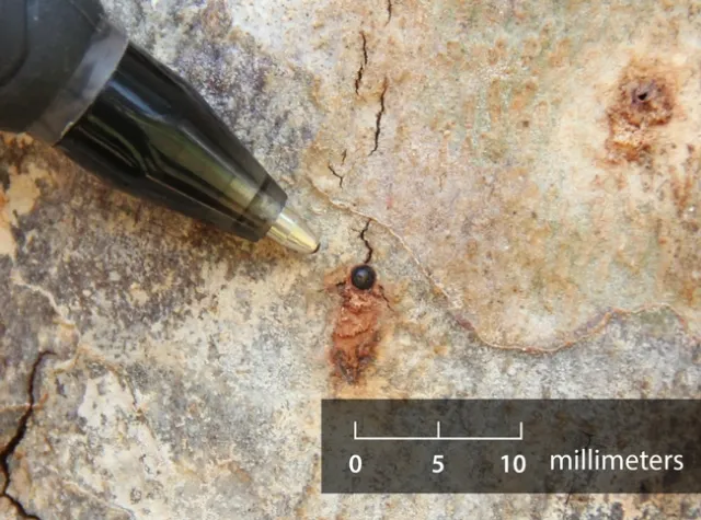Figure 4. ISHB entry hole exposed after removing the first layer of bark. The dark tissue surrounding the hole is infested with the Fusarium fungus that the beetles grow inside their galleries. (Credit: Monica Dimson, UCCE Orange Co.)