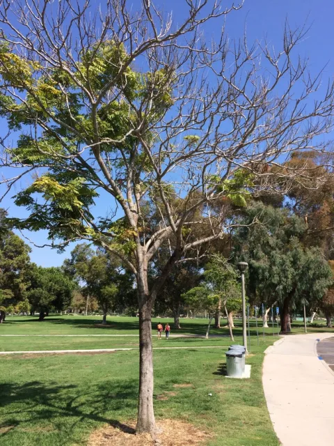 Figure 3: Branch dieback in a Koelreuteria bipinnata tree as a consequence of ISHB infestation. (Credit: Beatriz Nobua-Behrmann)