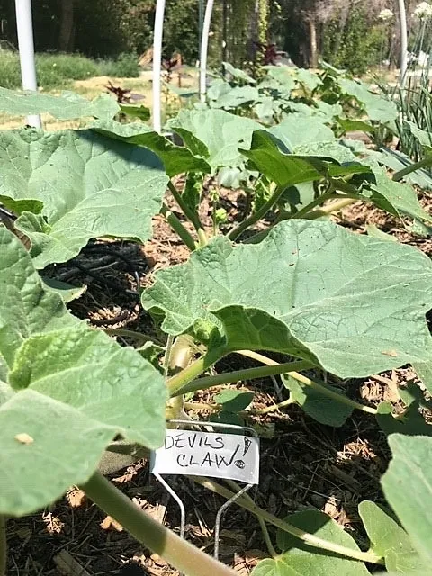 Devils Claw Plants