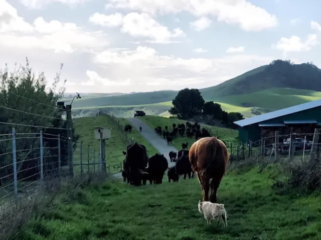 Cattle roam on Calfornia's ranglelands.