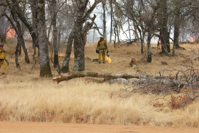 Fire crews go through the forest with a driptorch, igniting the dry grass on the forest floor.
