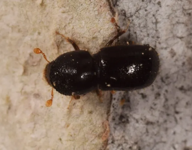 Figure 2. Polyphagous shot hole borer. Actual size 1/10th inch. (Credit: Craig Ewing, CalFire)