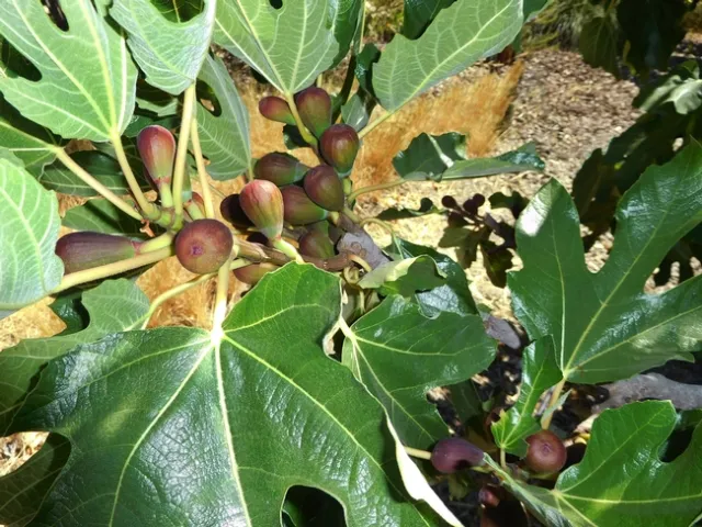 Ficus Carica