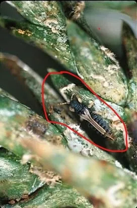 Chamaecyparis branchlet closer with thrips LI