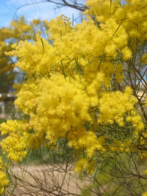 Acacia boormanii