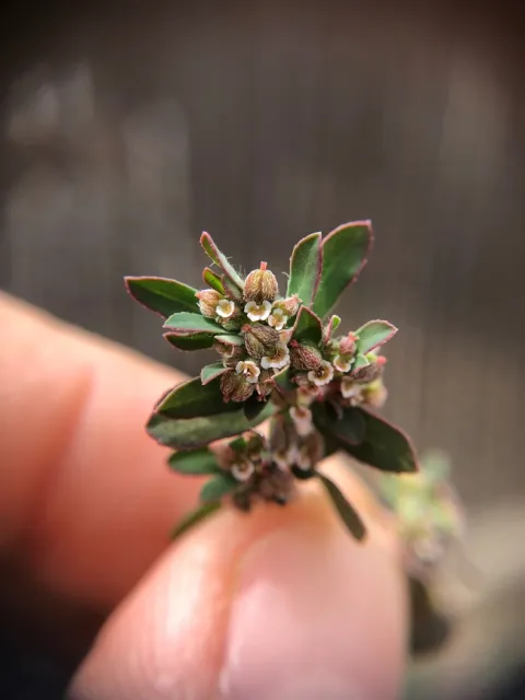 Flowers of spotted spurge