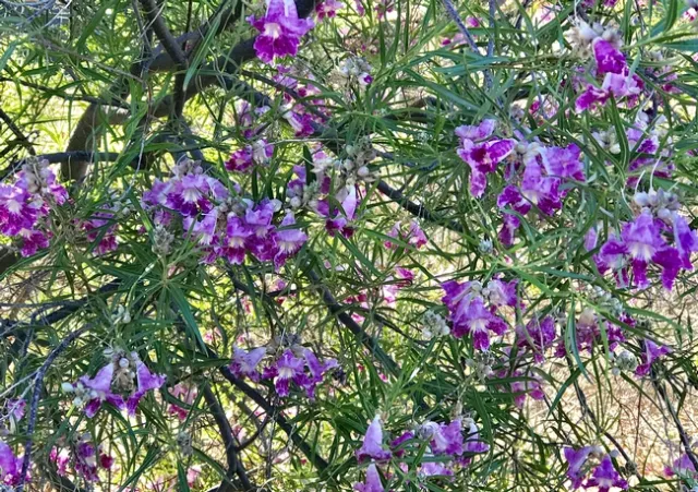 Desert Willow