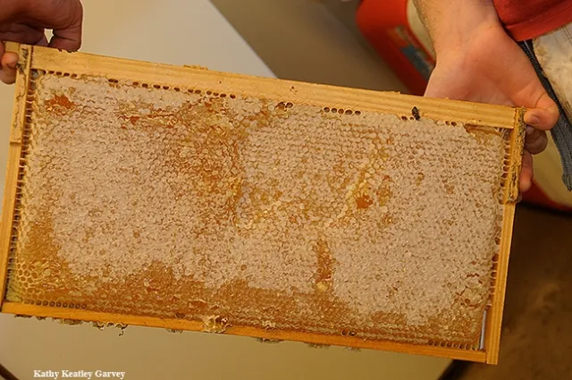A beekeeper at UC Davis holds a frame of honey. (Photo by Kathy Keatley Garvey)