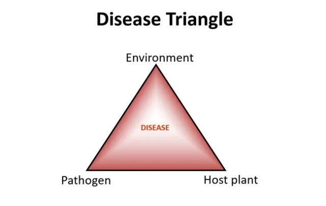 Disease triangle 2