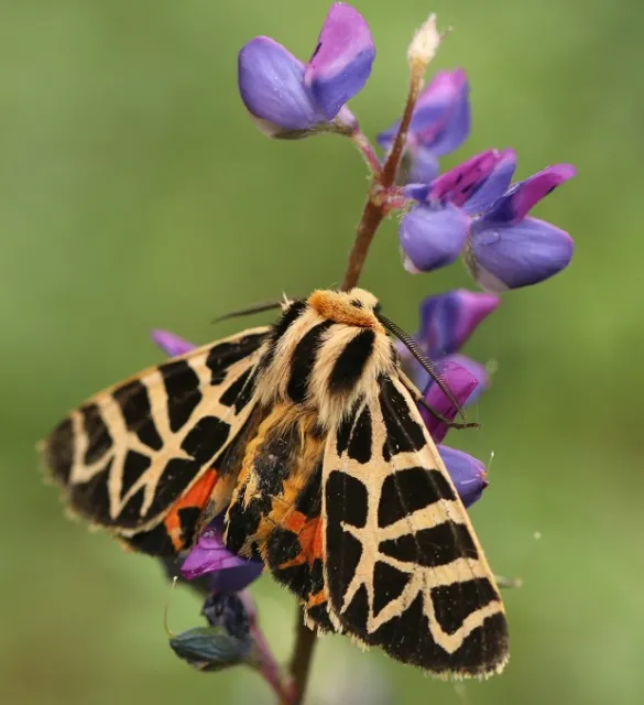 Tiger moth on lupine Prakrit Jain small