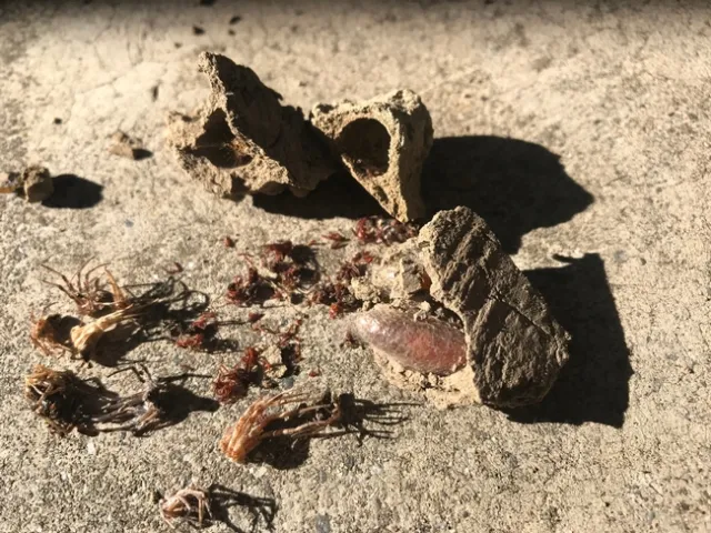 Mud dauber pupa (right) and cells packed with spiders, showing the importance of these wasps for providing natural spider control.