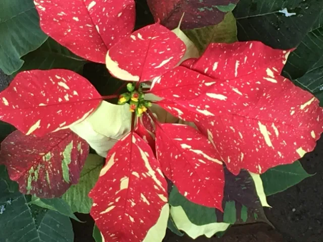 Poinsettia