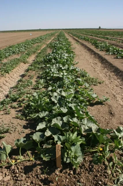 Figure 1a. Untreated control