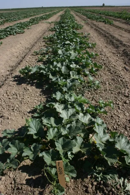 Figure 1b. Curpit + Prefar PRE