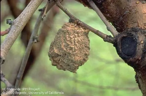 Fruit mummies may harbor pests. [Credit: Jack Kelly Clark, UC IPM)
