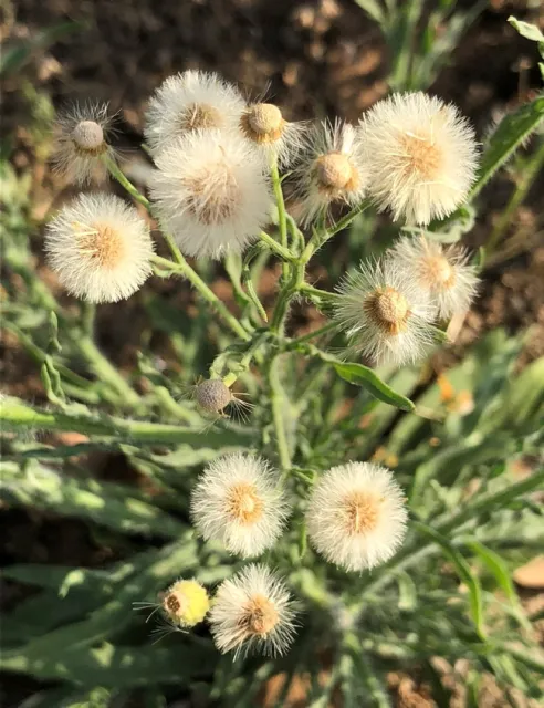 Conyza bonariensis (hairy fleabane)