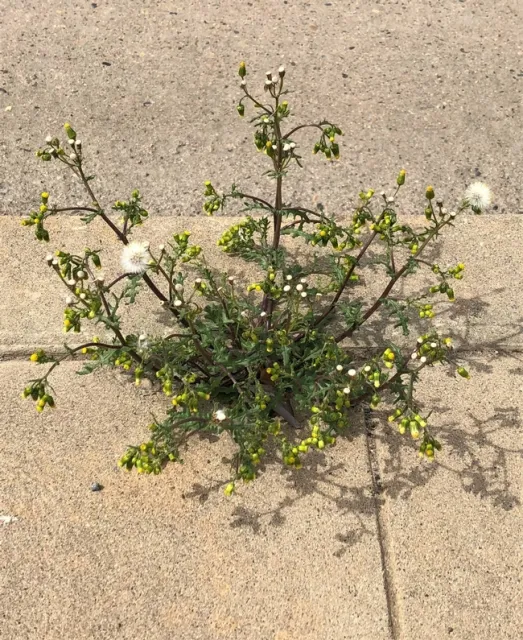 Mature Groundsel
