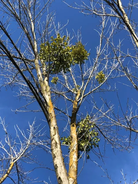 Mistletoe