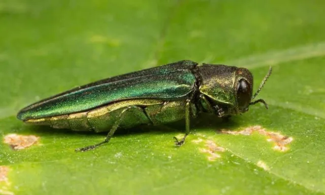 Emerald ash borer
