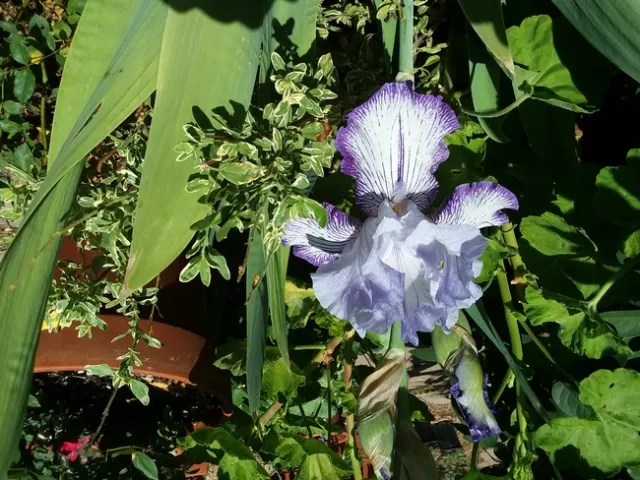 Bearded Iris