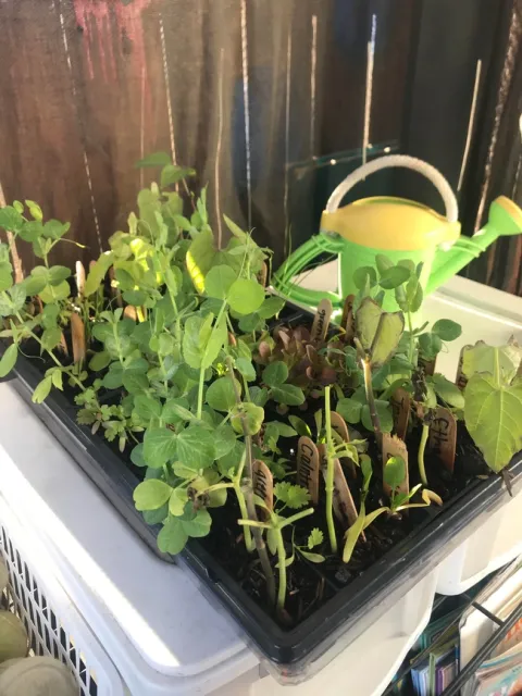 KT seedlings