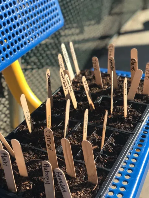 planting