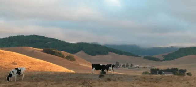 Rangeland Management