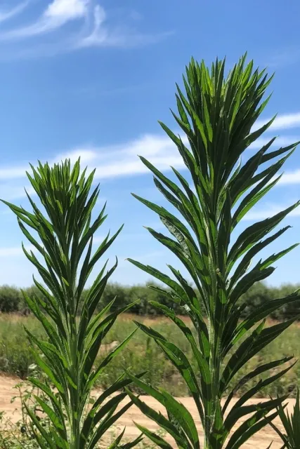 horseweed bolting