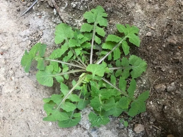 sowthistle rosette
